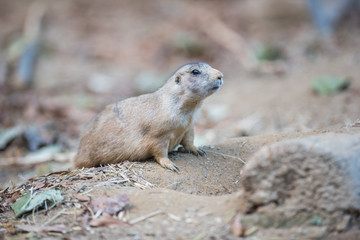 Prairie Dog Peaking Out