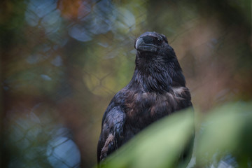 Black Raven