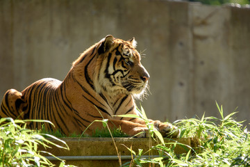 Tiger Resting