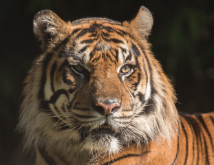 Tiger Portrait