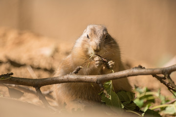 Prairie Dog Eating