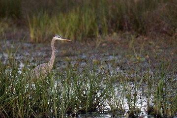 Crane in the Water