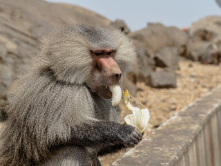 Baboon Eating a Banana