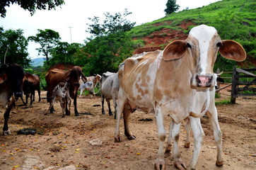Vacas amamentando seus filhotes