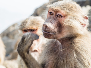 Baboons in Saudi Arabia 