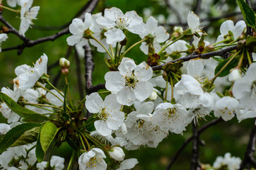 Branch of the blossoming cherry