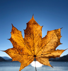 Autumn Maple Leaf