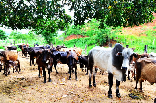 vacas no curral