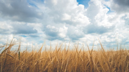 Obraz premium Wheat field cloudy sky landscape