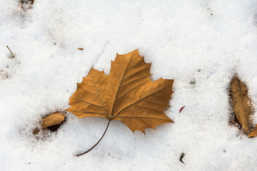 autumn maple leaf and snow in winter