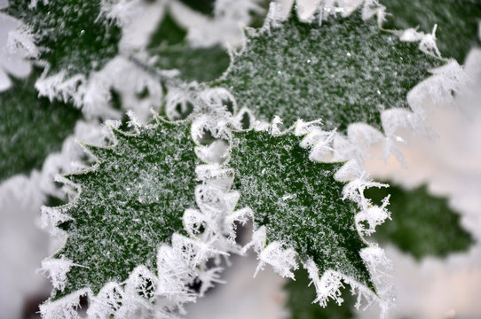 Winterwonderland, gefrorene Bl&auml;tter im Winter