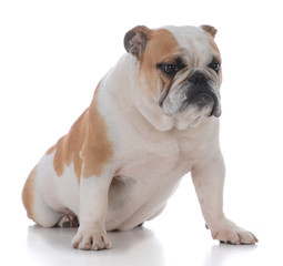 male english bulldog