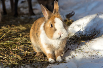 Cute little rabbit on straw in the snow