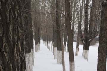 road in forest