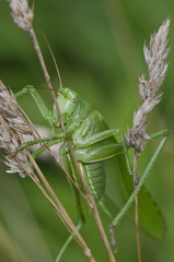 Grashüpfer