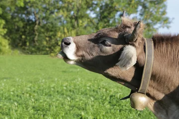 Fotobehang Kuh auf der Wiese im Allgäu © Heidi Sanz