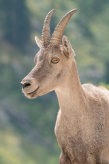 Portrait de femelle bouquetin 