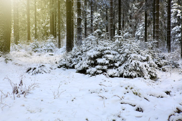 Winter sunshine through fir trees.