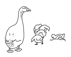 Гусь и гусята