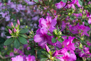 Azalea flower pink