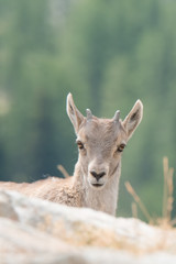 Bébé bouquetin 