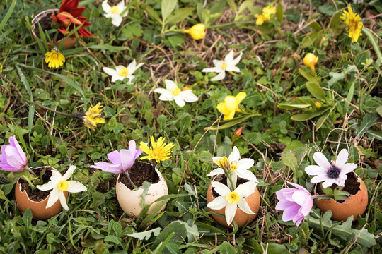 Erste Frühlingsblumen in Eierschalen gepflanzt