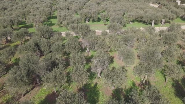 olive grove aerial 4k view shot from drone
