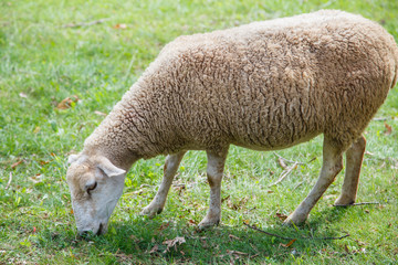 Obraz na płótnie Canvas Sheep eating in the pasture