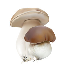 Bolete, Boletus edulis, cep, porcini.
Edible wild mushrooms. Realistic vector illustration on white background.