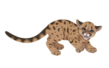 Naklejka premium Angry Cougar Cub Isolated