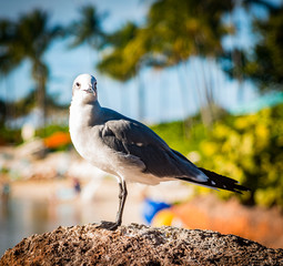 Beach Bird Perching