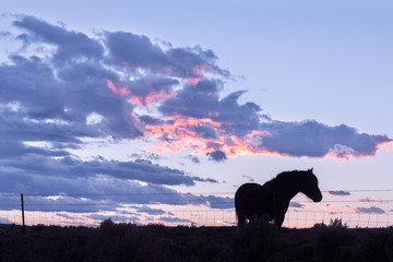 Taos Mesa Horse