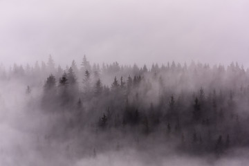 Foggy Landscape. Misty morning view in wet mountain area.