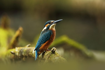 Obraz premium Alcedo atthis. It occurs throughout Europe. Looking for slow-flowing rivers. And clean water. The wild nature of Europe. Free nature. Photographed in the Czech Republic. Beautiful nature photos. A rar