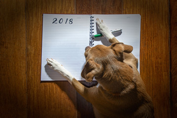 dog writing on a blank notebook on the floor