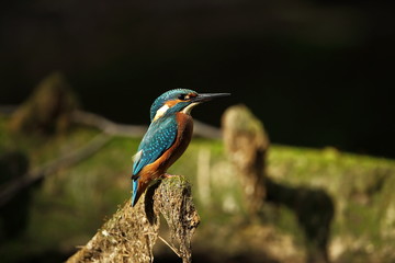 Alcedo atthis. It occurs throughout Europe. Looking for slow-flowing rivers. And clean water. The wild nature of Europe. Free nature. Photographed in the Czech Republic. Beautiful nature photos. A rar