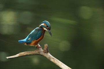 Alcedo atthis. It occurs throughout Europe. Looking for slow-flowing rivers. And clean water. The wild nature of Europe. Free nature. Photographed in the Czech Republic. Beautiful nature photos. A rar