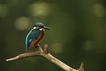 Alcedo atthis. It occurs throughout Europe. Looking for slow-flowing rivers. And clean water. The wild nature of Europe. Free nature. Photographed in the Czech Republic. Beautiful nature photos. A rar