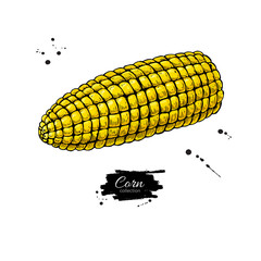 Corn cob hand drawn vector illustration.  