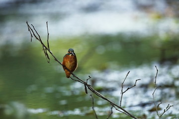 Alcedo atthis. It occurs throughout Europe. Looking for slow-flowing rivers. And clean water. The wild nature of Europe. Free nature. Photographed in the Czech Republic. Beautiful nature photos. A rar