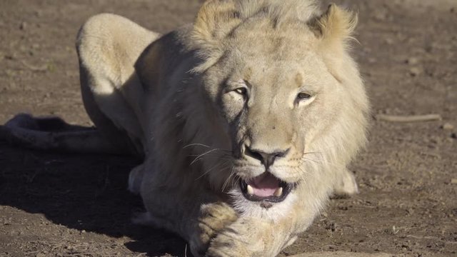 Lion eating a peice of meat
