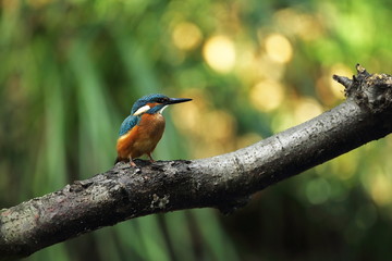 Alcedo atthis. It occurs throughout Europe. Looking for slow-flowing rivers. And clean water. The wild nature of Europe. Free nature. Photographed in the Czech Republic. Beautiful nature photos. A rar