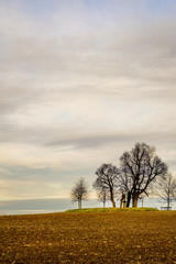 Trees on grass by brown field at the edge of Prague