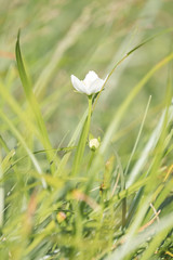 Fleur de montagne