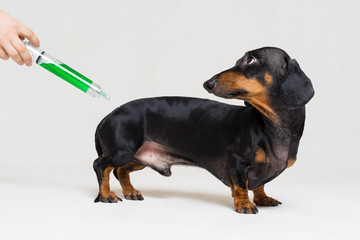 frightened dog dachshund vaccination with a big green syringe isolated on gray background
