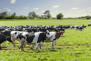 Group of cattle on a green field in the spring