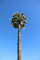 Fototapeta premium Holidays under a palm in Queensland, Australia 