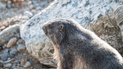 Obraz premium marmotte