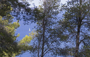Sea view  with trees in Mallorca