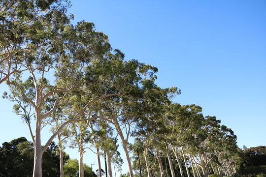 Eucalyptus camaldulensis trees in Kings Park Perth, Western Australia 